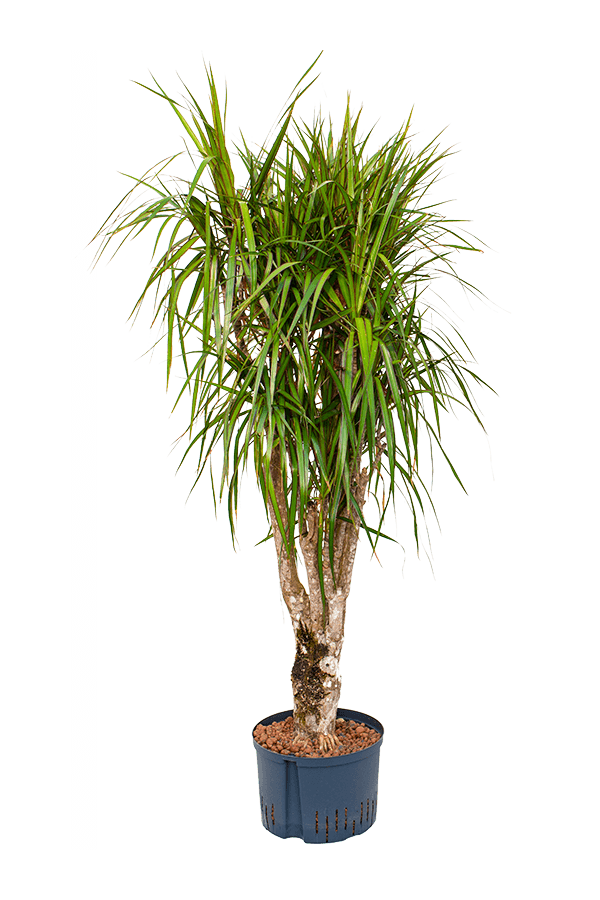 Hydroplant Dracaena Marginata