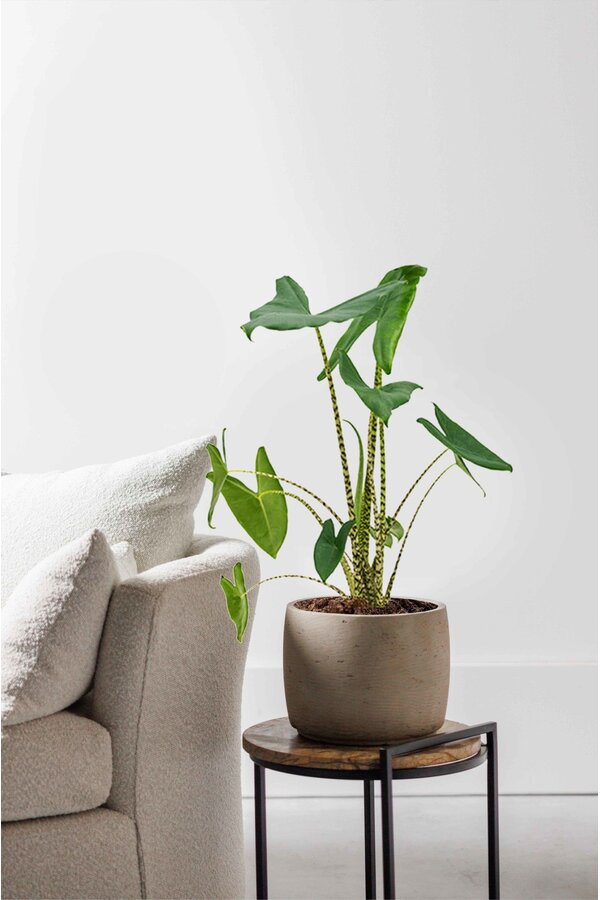 Alocasia Zebrina