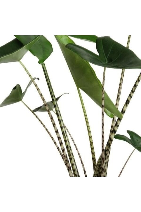 Alocasia Zebrina