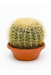 Echinocactus L