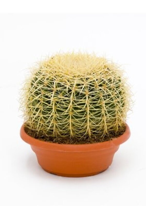 Echinocactus L
