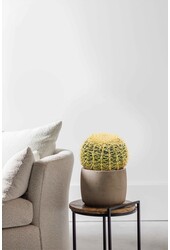 Echinocactus L