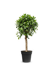 Ficus microcarpa nitida