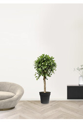 Ficus microcarpa nitida