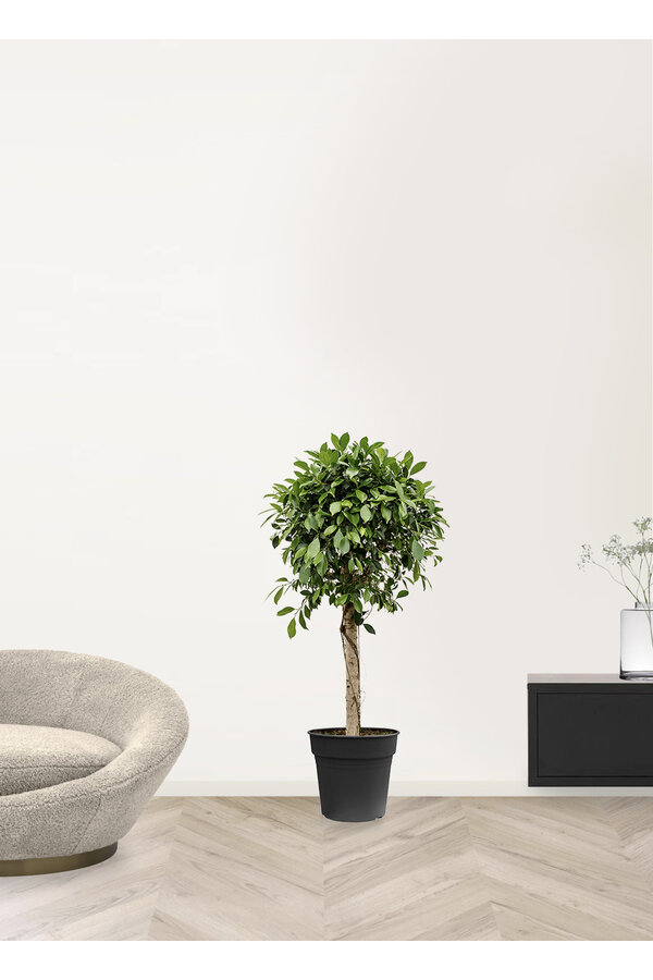 Ficus microcarpa nitida