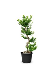 Ficus Bonsai L