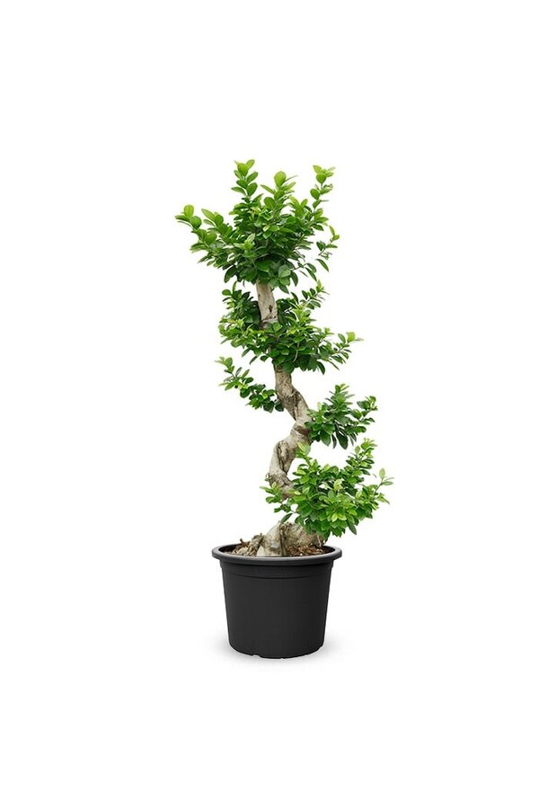Ficus Bonsai L
