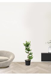 Ficus Bonsai L