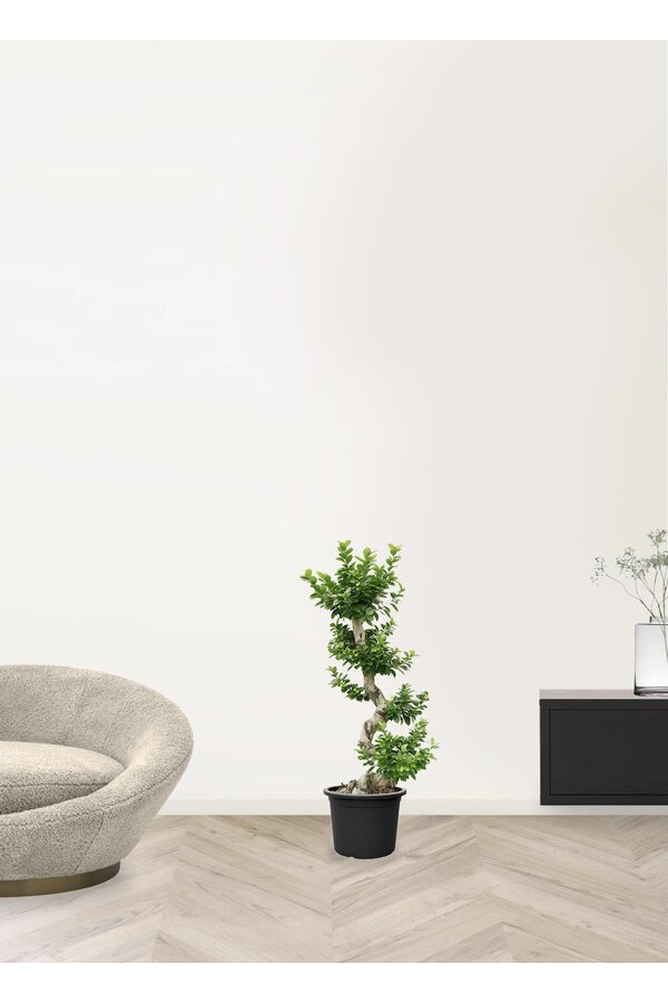 Ficus Bonsai L