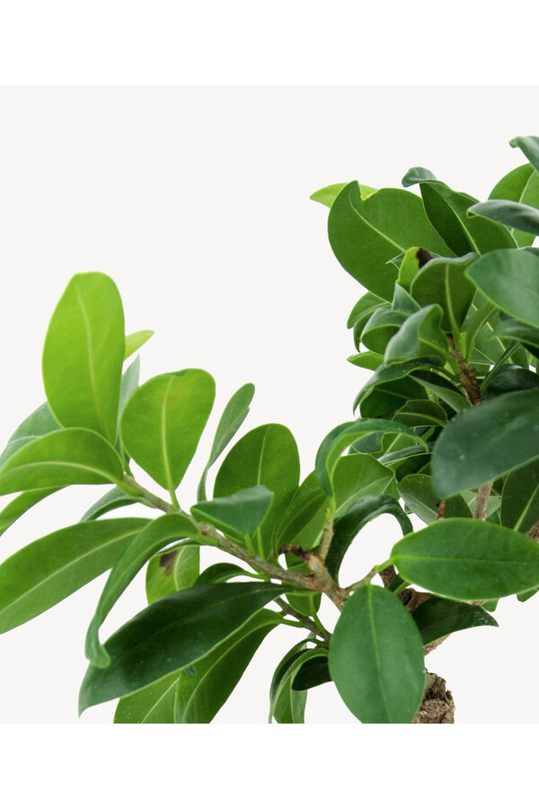 Ficus Bonsai L
