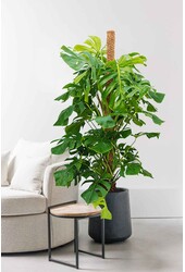 Monstera Gatenplant mosstok XL
