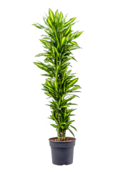 Dracaena Cintho vertakt XXL