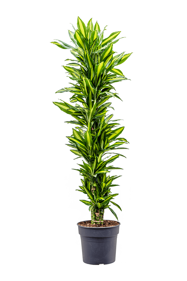 Dracaena Cintho vertakt XXL