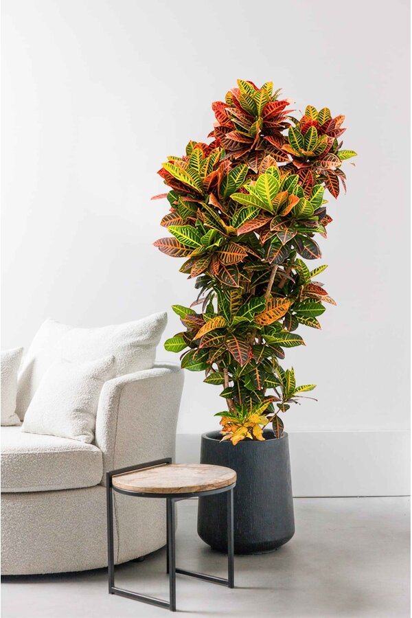 Croton Wonderstruik XXL