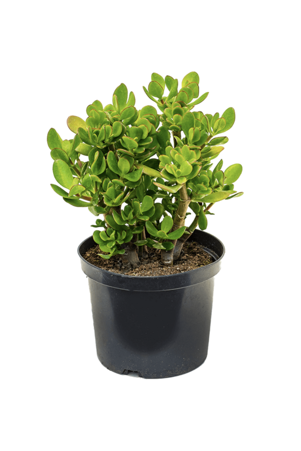 Vetplant Coral Shape