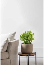 Plante grasse Coral Shape