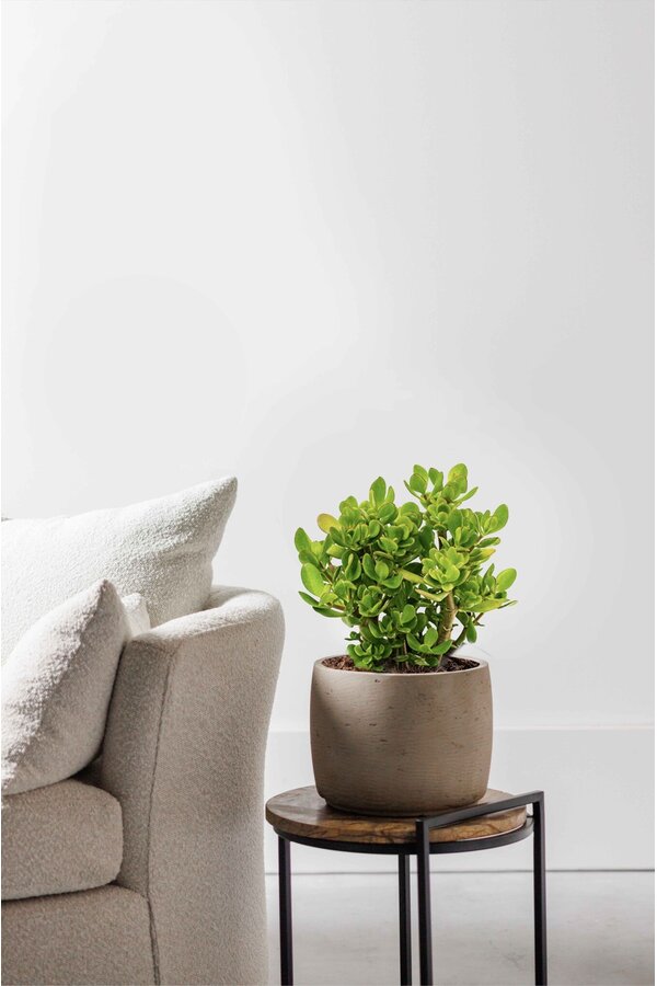 Plante grasse Coral Shape