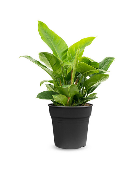 Philodendron