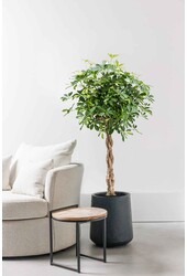 Schefflera bont gevlochten XL