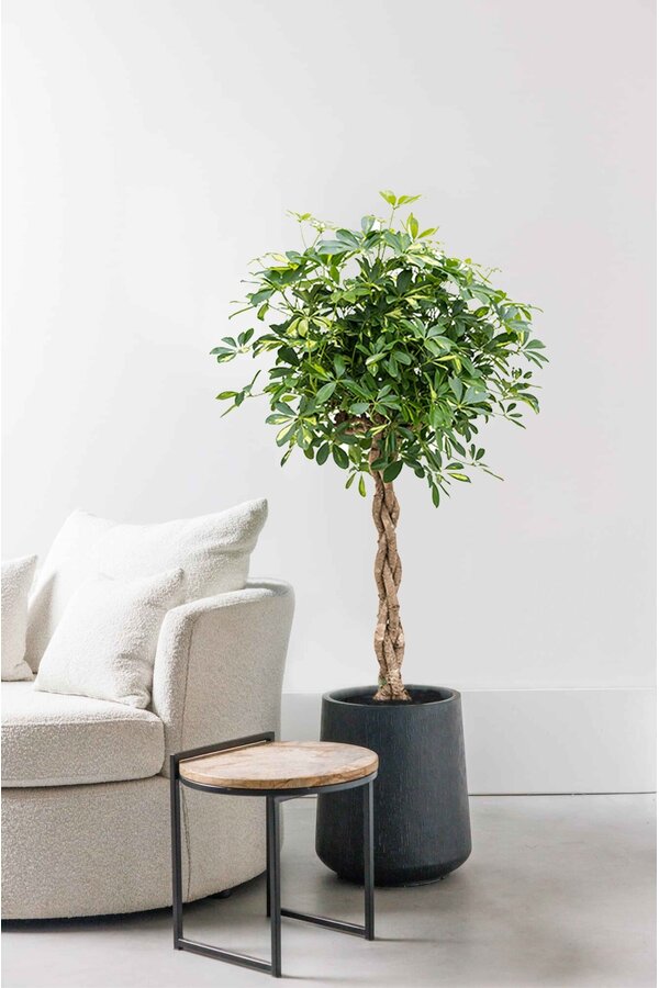 Schefflera panaché tressé XL