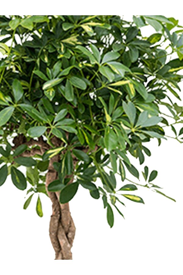 Schefflera bont gevlochten XL