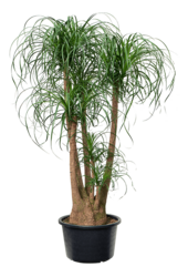 Beaucarnea Flesseboom vertakt  XXL