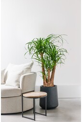 Beaucarnea Flesseboom vertakt  XXL