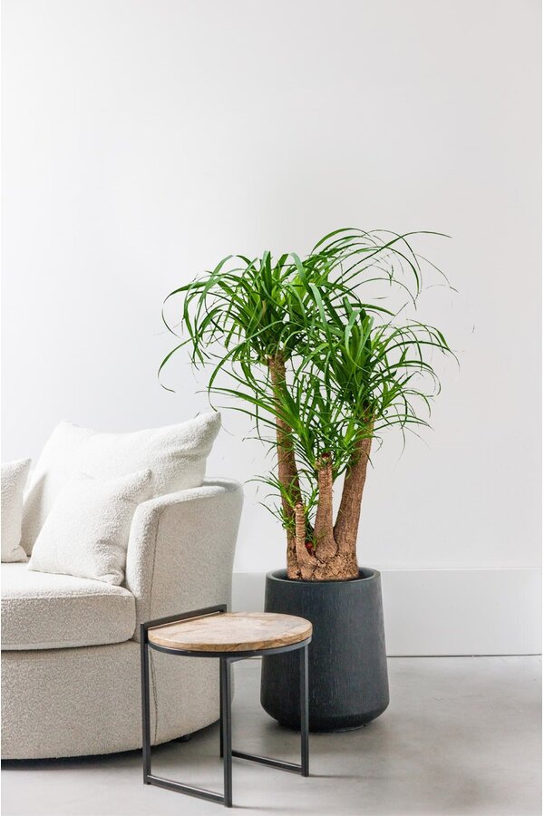 Beaucarnea Flesseboom vertakt  XXL