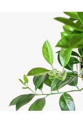 Sinaasappelboom XXXL