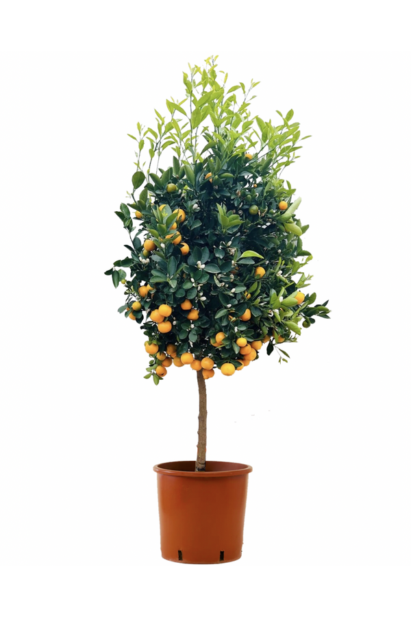 Sinaasappelboom XXL