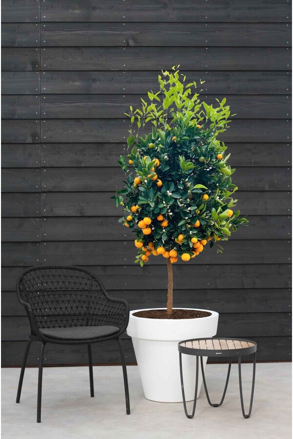 Sinaasappelboom XXL