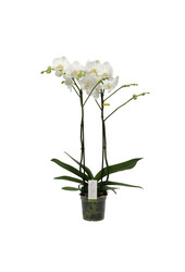 Orchidee Bijoux Chrystal