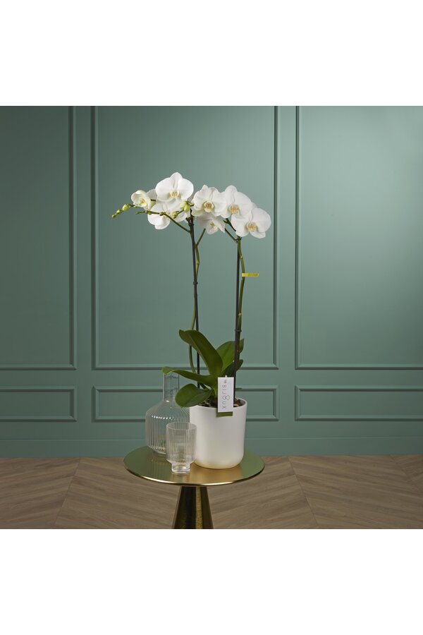 Orchidee Bijoux Chrystal