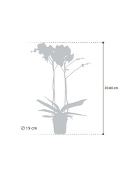 Orchidee Bijoux Chrystal