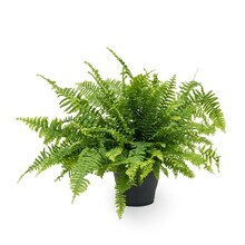 Nephrolepis