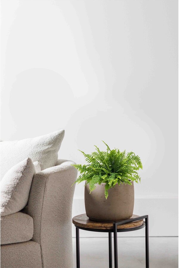 Fougère de Boston Green Lady S