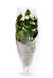 Anthurium White Champion en vase L