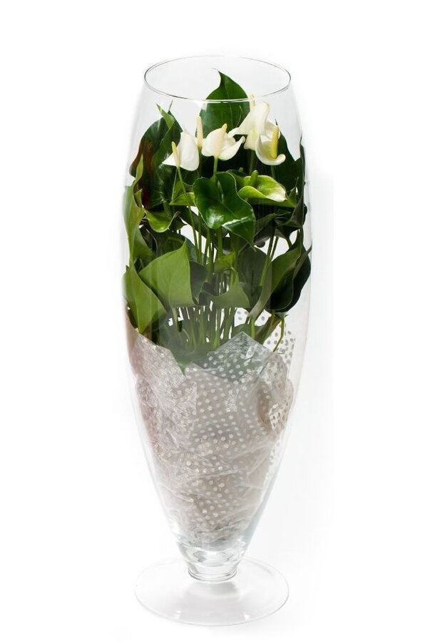 Anthurium White Champion in vaas L