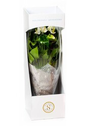 Anthurium White Champion in vaas L
