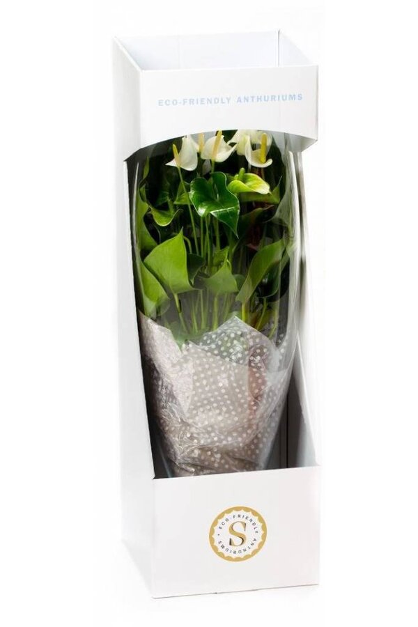 Anthurium White Champion en vase L