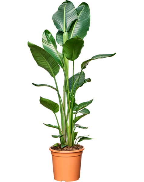 Strelitzia