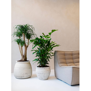 Pottery Pots