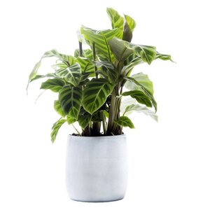Kamerplanten
