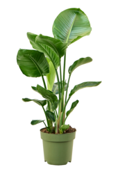 Strelitzia Nicolai