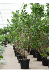 Clusia Rosea Green Magic