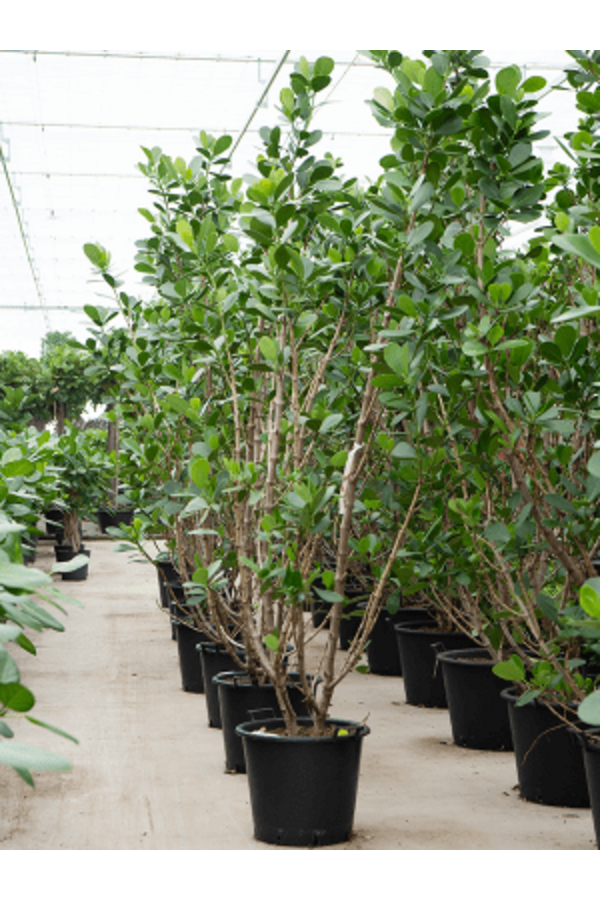 Clusia Rosea Green Magic