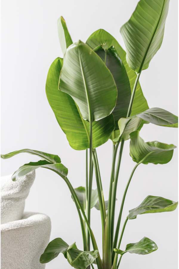 Strelitzia Nicolai 150-160