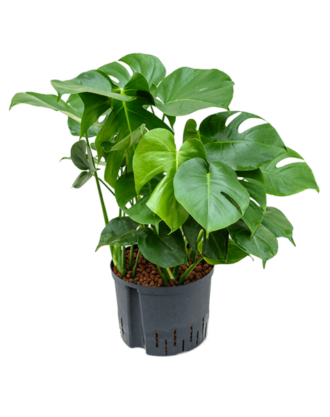 Hydroplant Monstera