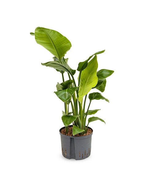 Hydroplant Strelitzia