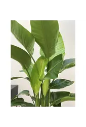 Hydroplante Strelitzia nicolai